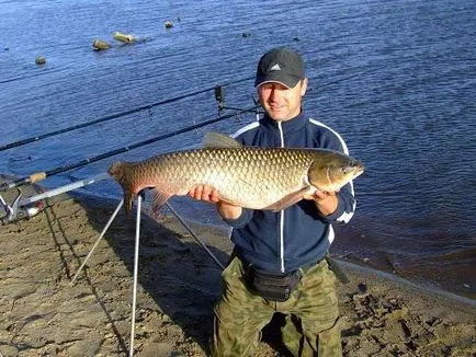 Fish-hibrid előnnyel tiszta formák