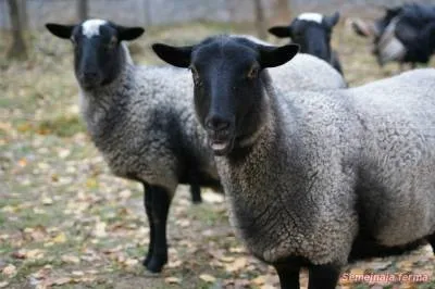 Romanov juh - Sheep - állattenyésztés - Könyvtár - családi gazdaság