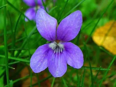 plantare de grădină Violet și îngrijire