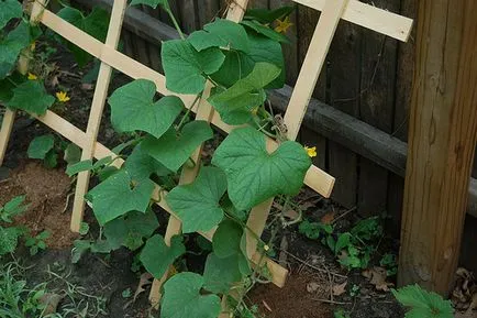 Grădină, grădină de legume, grădină de flori, intrările în grădină categorie, grădină de legume, grădină de flori, jurnal diannka LiveInternet -