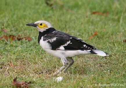 grauri Rhode (Sturnus) grauri, Starling cuibărit hrănire a conținutului cântec graur îngrijire captivitate