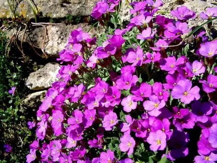 plantare de grădină Violet și îngrijire