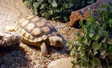 Cea mai mică broască-țestoasă din lume numele celui mai mic broască țestoasă