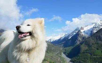 Szamojéd szamojéd vagy Husky