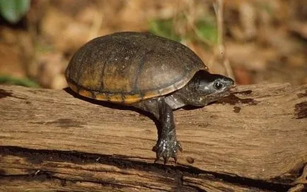 Най-малката костенурка в света или между пигмеите влечуги