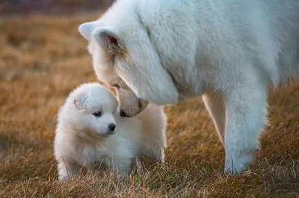 Szamojéd szamojéd vagy Husky