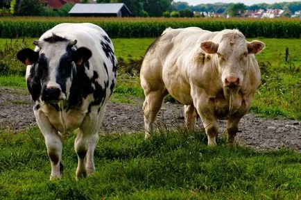 Cel mai rasa musculară de vaci