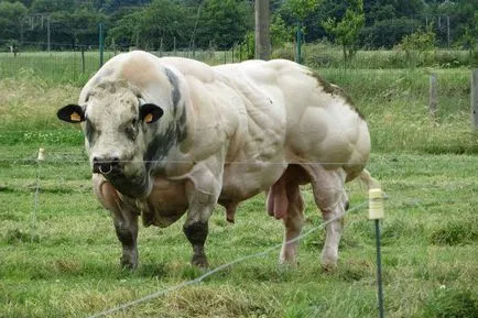 Най-мускулна порода крави