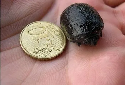 Най-малката костенурка в света или между пигмеите влечуги