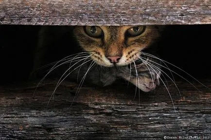 Тайните на фотографирането на котки от опитен фотограф