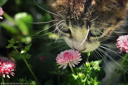 Тайните на фотографирането на котки от опитен фотограф