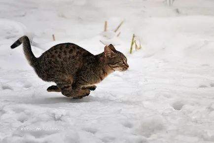 Тайните на фотографирането на котки от опитен фотограф