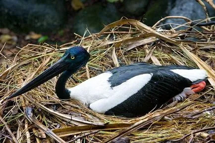 Седловина-таксувани Stork - роднина на щъркел