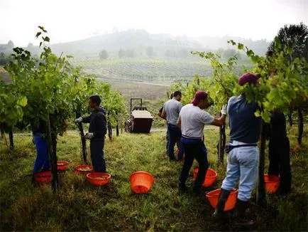 Agricultura Italia - particularitățile și specificul