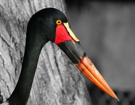 facturat-șa Stork - o rudă de barza