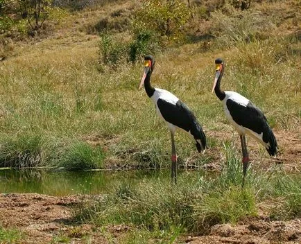 Седловина-таксувани Stork - роднина на щъркел