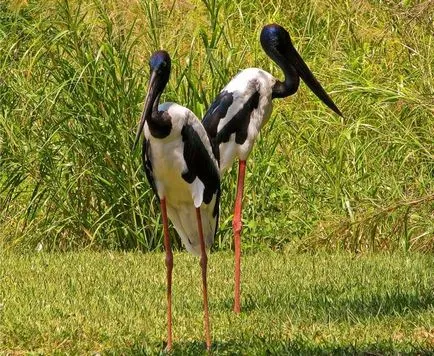 Седловина-таксувани Stork - роднина на щъркел
