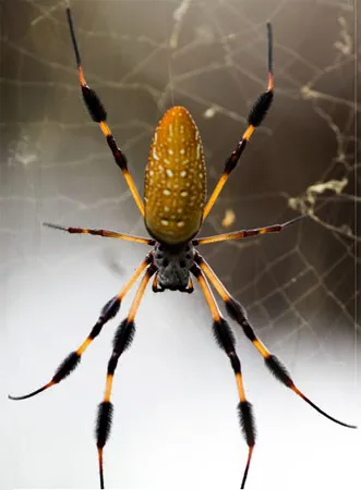Интересни данни и факти за паяци, vivareit