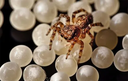 Интересни данни и факти за паяци, vivareit
