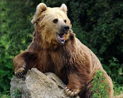 Интересни факти за кафявите мечки