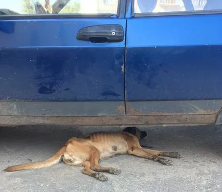 Измършавяло куче послушно отиде да умре