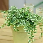 Щитоносни въшки по Ficus benjamina, гума как да се борим и снимки, как да се отървете и изглежда,