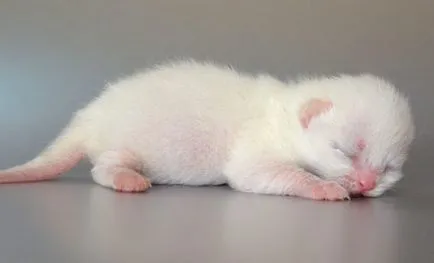 Scottish Fold pisoi cumpărarea și subtilități de conținut imagine, cât de mult este prețul unui pisoi