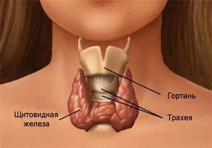 Tiroidiană si caderea parului - boli tiroidiene