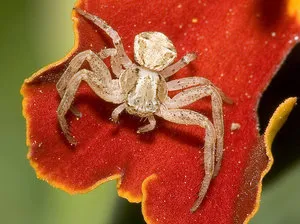 Колко крака на паяк кърлеж и каква е разликата между тези животни, начина на живот и функция в екосистемата