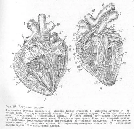 krovolimfoobrascheniya система