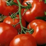 Събираме богата реколта от домати, 6 дка