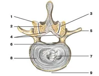 Compușii vertebrelor - un