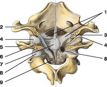 Compușii vertebrelor - un