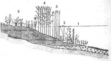 Változás (egymásutánban) növényi közösségek (phytocenoses) Biológia