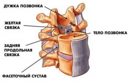 Compușii vertebrelor - un