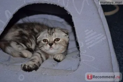 Scottish Fold (Scottish Fold) - „ori Scoțian! Istoria vizita