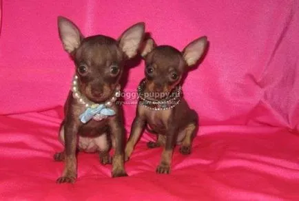 Dog Toy Terrier описание, снимки и цена