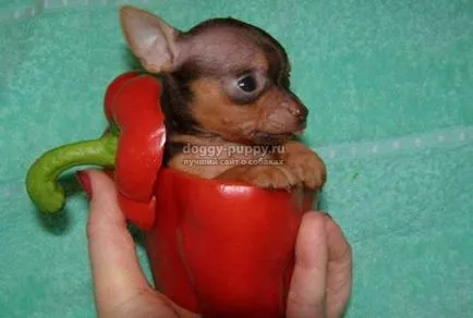 Dog Toy Terrier описание, снимки и цена