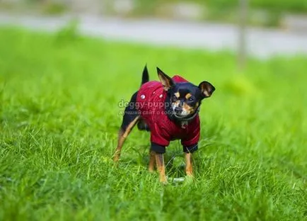 Dog Toy Terrier описание, снимки и цена