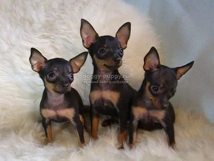 Dog Toy Terrier описание, снимки и цена