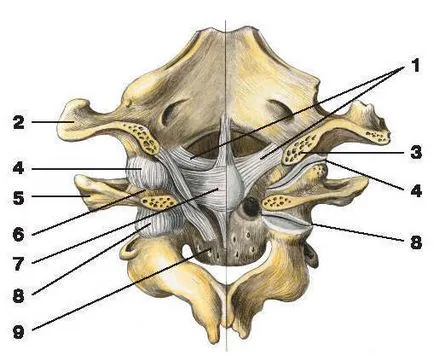 Compușii vertebrelor - un