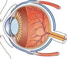 очни съдове - структура и функция, диагностика и болест - сайт - Москва Офталмология