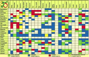 Compatibilitatea de legume în grădină sfaturi privind debarcările o bună planificare în țară