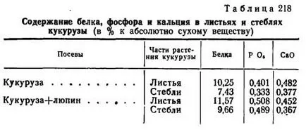 Съвместно фураж царевица лупина семена - agroarhiv селскостопански материали