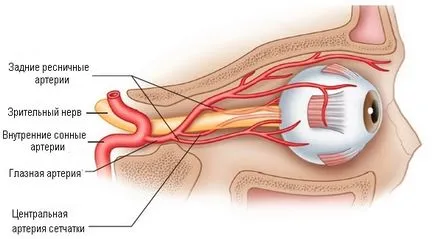 очни съдове - структура и функция, диагностика и болест - сайт - Москва Офталмология