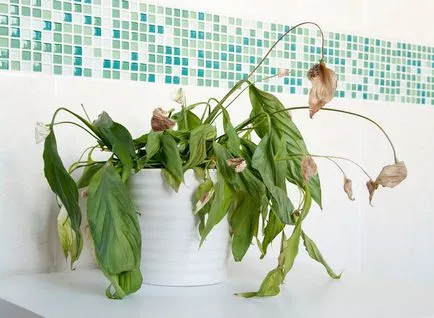 Spathiphyllum очерни и сухи съвети на листа растат проблем Spathiphyllum -