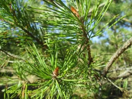 cămară pădure de pin silvestru