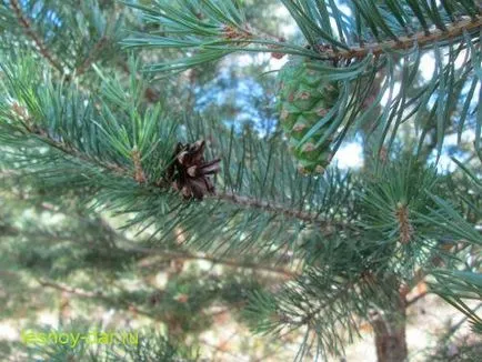 cămară pădure de pin silvestru