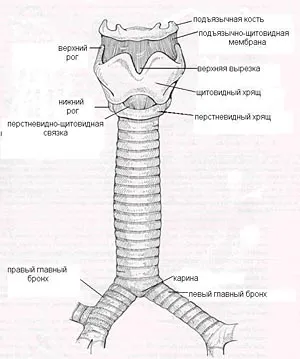 трахеята стеноза