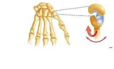 Comună, ca parte a sistemului musculo-scheletice - structura, caracteristicile și funcțiile